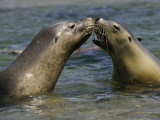 A Pair of Australian Sea Lions Greet One Another