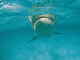 A Tiger Shark Swims in the Ocean