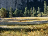 El Capitan Meadow in the Valley of Yosemite National Park