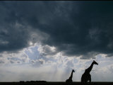 Silhouette of a Female Reticulated Giraffe and Her Young