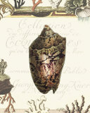 Coquilles IV