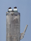 Two Birds Perched on a Post
