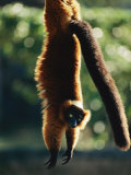 A Captive Red-Ruffed Lemur Hangs from a Tree