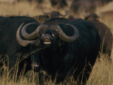 Cape Buffalo