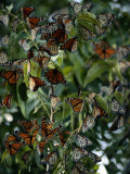Monarch Butterflies Flock Together