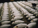 Rows of Shark Carcasses Getting Prepared to Be Auctioned off at a Tokyo Fishmarket