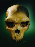 The Skull of an Prehistoric Man