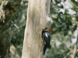 A Pileated Woodpecker Finds a Resting Spot in the Hole of a Dead Tree