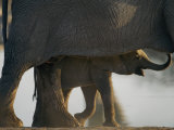 Baby Elephant Seen Beneath an Adult