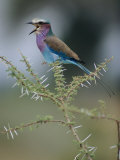 A Lilac-Breasted Roller Vocalizes While Perched on a Branch