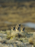 Young Arctic Foxes on a Hillside Above Cambridge Bay
