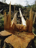 Tree Stump