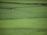 Woman Tends Terraced Rice Paddies