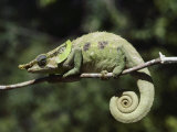 Close View of a Chameleon