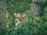 A Siberian Tiger Peers Through the Trees