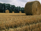 Haystacks in a Field in Normandy