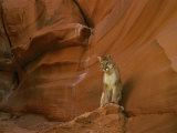 A Mountain Lion Pauses Atop a Rock