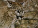 The Head of a Mountain Lion