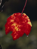 A Close View of Dew Drops Running off the Tip of a Red and Yellow Leaf