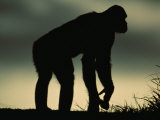 Silhouetted Bonobo