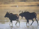 Two Moose Wade in a Lake