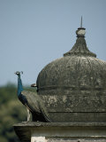A Peacock Rests on the Ledge of a Temple