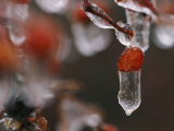 Ice Clings to Rose Hips During a Winter Storm