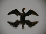 A Black-Faced Cormorant Rising out of the Water
