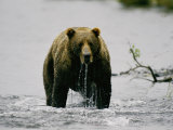 Water Drips from the Mouth of a Kodiak Bear