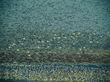 Thousands of Geese Fill the Sky