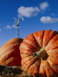 Close View of Two Picked Pumpkins