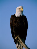 An American Bald Eagle Sits on Dead Tree Branch