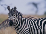 Plains Zebra