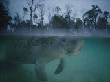 A Manatee Swims in Three Sisters Spring