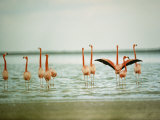 Flamingoes in the Water