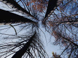 Upward View of Trees Burned During the Forest Fires of 1988