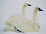 Swans Along the Highway