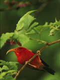 View of an Iiwi Bird on an Akala or Hawaiian Raspberry Branch