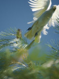 A Little Corella Cockatto Takes Flight from a Pine Tree