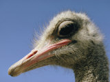Close View of an Ostrich