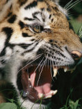 Very Close View of a Snarling Tiger