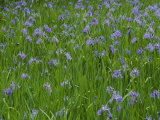 Beautiful Picture of Irises in Bloom at the Ohta Shrine