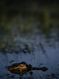 American Alligator