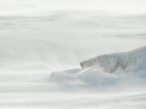 Polar Bear Sleeping in Drifting Snow