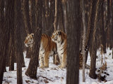 Two Siberian Tigers Survey the Countryside