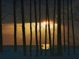 Setting Sun Seen Through a Grove of Trees