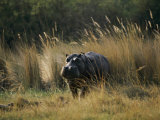 Hippo in the Grass