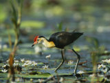 A Comb Crested Jacana Hunts for Food Among Lily Pads