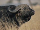 A Cape Buffalo on the Savanna