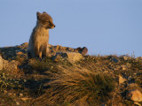 The Late Afternoon Sun Casts an Orange Glow over a Young Arctic Fox